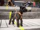 Dog Copenhagen Comfort Walk Air™ Harness (S / 46-56cm) - szelki dla psa